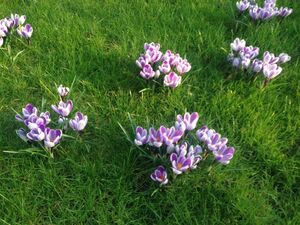 Im März 2016 folgt dem Krokus die Groko: Kretschmann strebt seit 2011 eine Koalition mit den Schwarzen an.