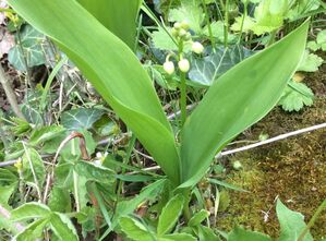 Maiglöckchen aus dem Garten: in diesem Jahr ein zartes Pflänzchen