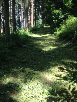 Künftig werden im Mountainbike-Konzept des Forstamtes auch sogenannte Trails ausgewiesen.